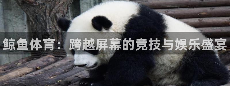 鲸鱼体育：跨越屏幕的竞技与娱乐盛宴