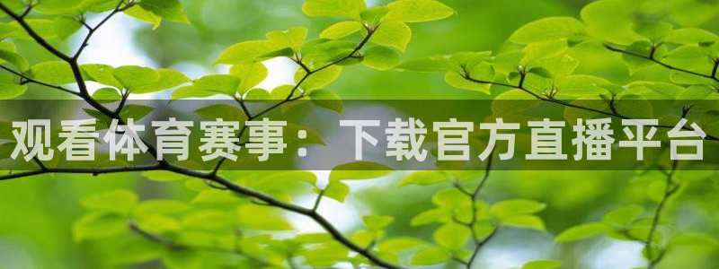 观看体育赛事：下载官方直播平台