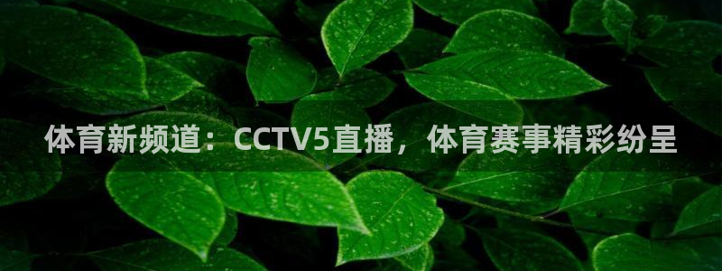 体育新频道：CCTV5直播，体育赛事精彩纷呈