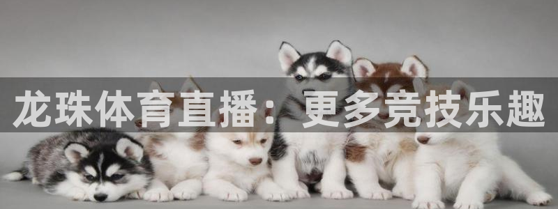 龙珠体育直播：更多竞技乐趣